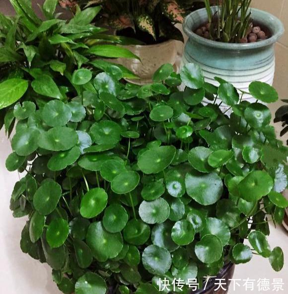 贵气|7种“有钱花”,贵气又大气,招财又旺财,人见人爱