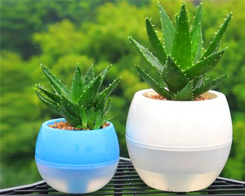 芦荟|夏季养花需要多浇水以下3种花切记不要多浇水,会适得其反