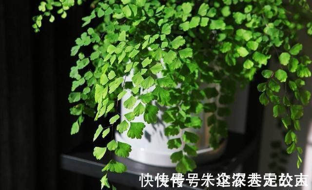 茉莉|7种花夏天爱淋雨,越淋长得越欢,多淋几次,肥料都省了