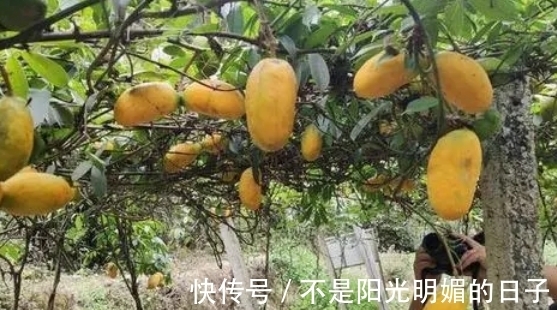 常吃|80后农村娃常吃的野果，如今已不允许折枝采摘，有钱也难买到