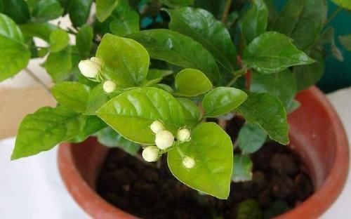 室内养花草总生虫怎么办?舍得做到“这点”,就不用搬出屋了