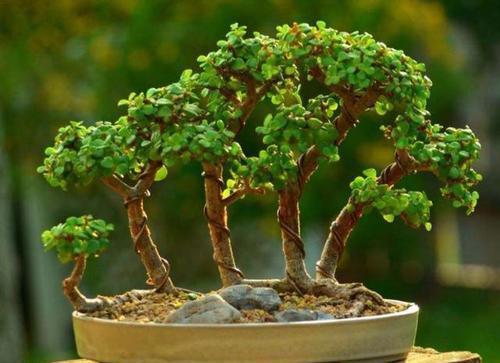 老桩|养金枝玉叶盆景,满足3个要点,长成传家宝,最后一点很关键