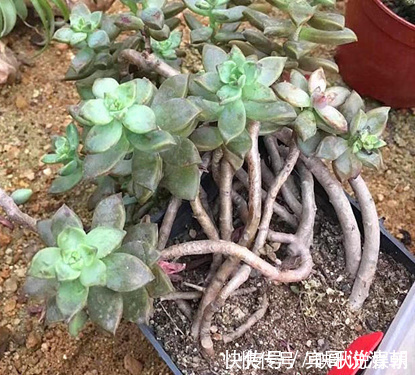 大叔|农场大叔的一个小妙招,多肉种在“这”上面,3个月都不用浇水!