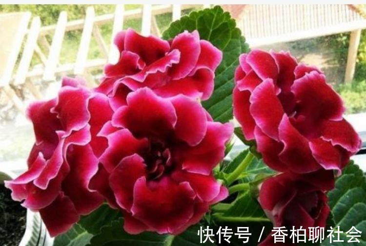 4种花高贵优雅,看了就让人沉醉,比牡丹美,比绿萝好养