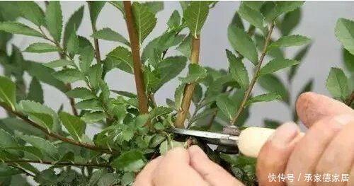  枝条|盆栽开花越来越小？只要春季修剪好，花儿多又大