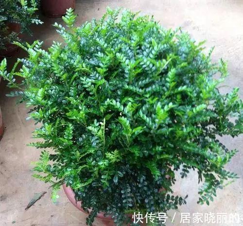 茉莉花|这“3种”植物，花香四溢，抑制异味，家里养1盆，空气更清新！