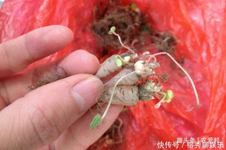 这种植物的根很特别,以前吃过酸酸的,里面带点甜味!