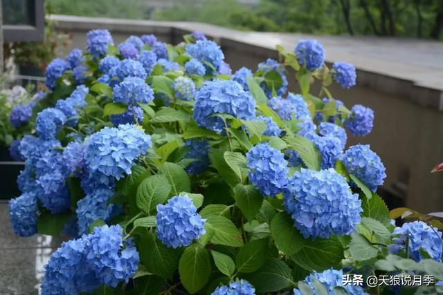 圆滚滚的绣球，瀑布般的花墙，这届花友也太会种花了吧