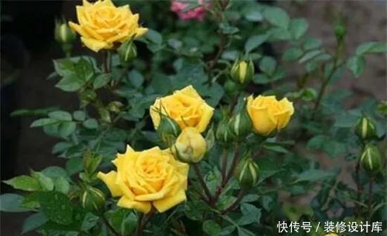 月季花苞小,开花少改善这“3点”,开花翻倍,花瓣又大又艳
