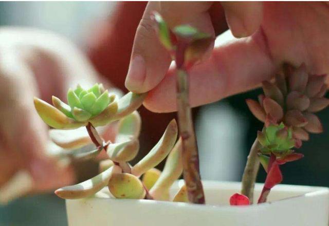 花卉|6个养花的“坏习惯”，难怪总是养不好花，现在纠正也不晚！