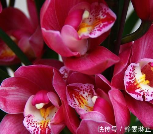 香味|这款兰花太勤快,开花一茬接一茬,花大、色艳、香味浓