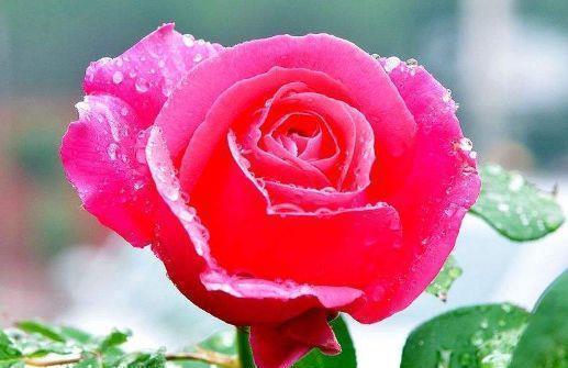 种花|4种花一养就上瘾,种植简单花期超长,开出一片花海