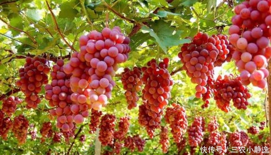 葡萄|种植优质葡萄的四项条件,轻松易掌握,收获好看又好吃的葡萄来!