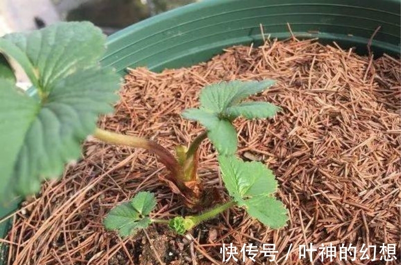 路边捡点松针,有这3大好处,养啥啥都旺