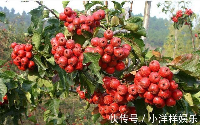 消食积|山楂配上它,脂肪不见,腰也不痛了!女人不想满脸皱纹,可以试试