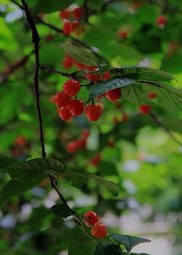 冷梅|杏花（外二首）