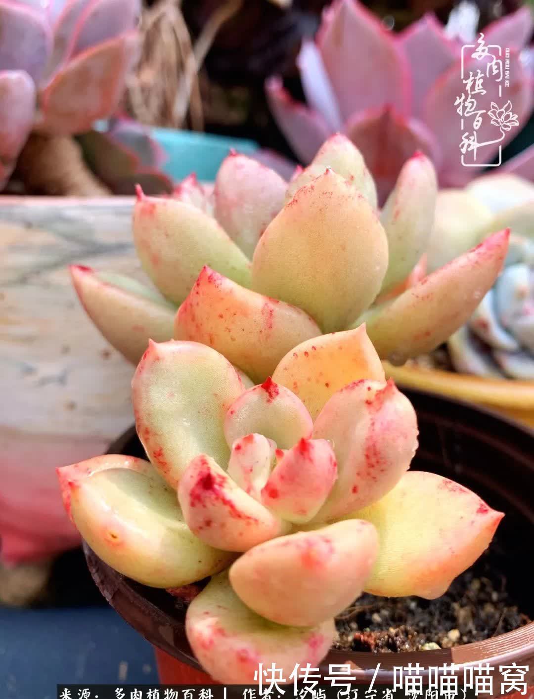 美杜莎|偶然相遇多肉,却成为心中挚爱!