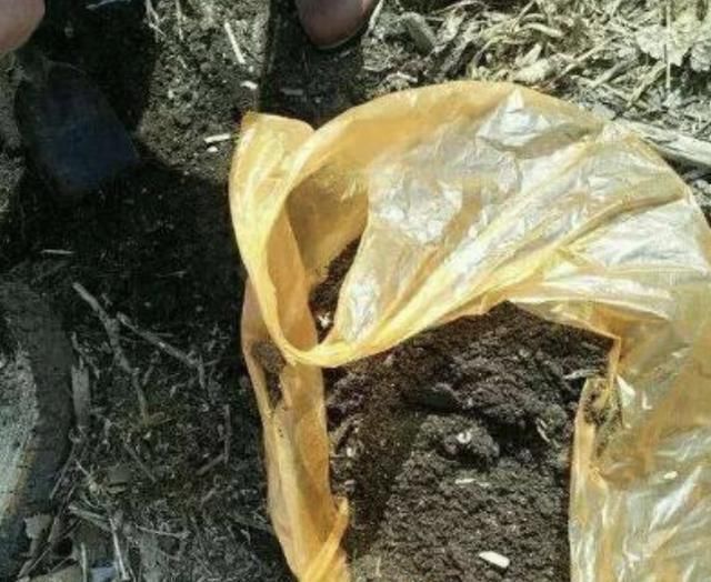 花友们|土壤有“虫卵”,3个“小步骤”做好,土壤变干净,花卉不烂根