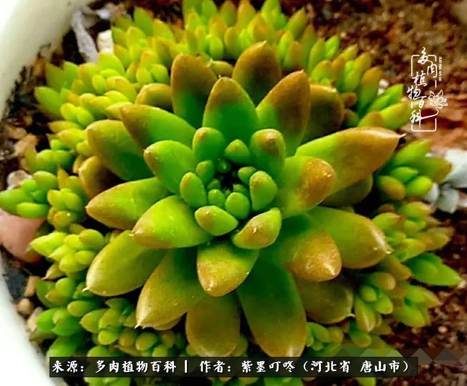 疗愈|从平凡中寻找美感,从噪杂中寻找宁静——多肉给予我的心灵疗愈!