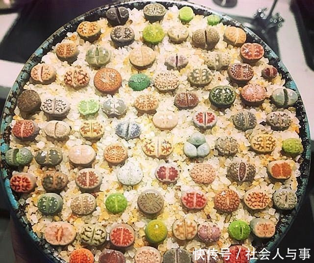 这5种花很适合4月养，花期长，好活还耐旱，现在养夏天正好赏！