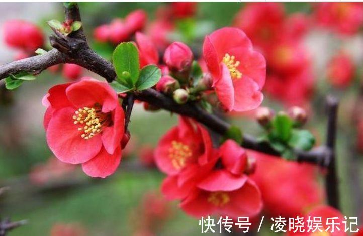 四种寓意好的花,喜庆吉祥好运来,养人旺财添富贵,漂亮好养