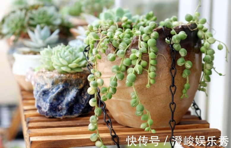 养多肉佛珠秋季满足这4点,叶片圆润,长成“瀑布”,独具魅力