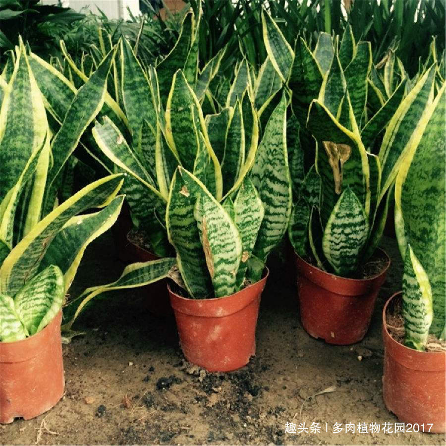 长势|花土底部加上两样东西,虎皮兰长得欢