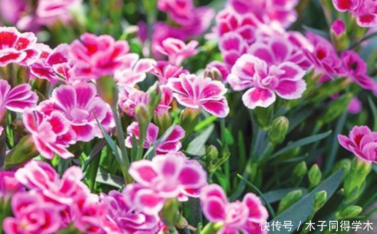 养花就养这几款,全年开花不停,花色鲜艳夺目,花朵美艳迷人