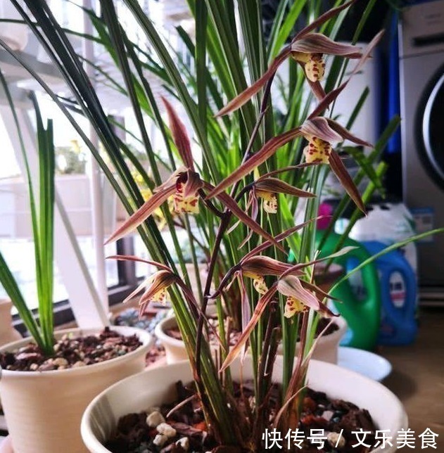 颗粒|老花农养兰花,用3种植料,兰花不烂根,芽蹭蹭冒,花呼呼开