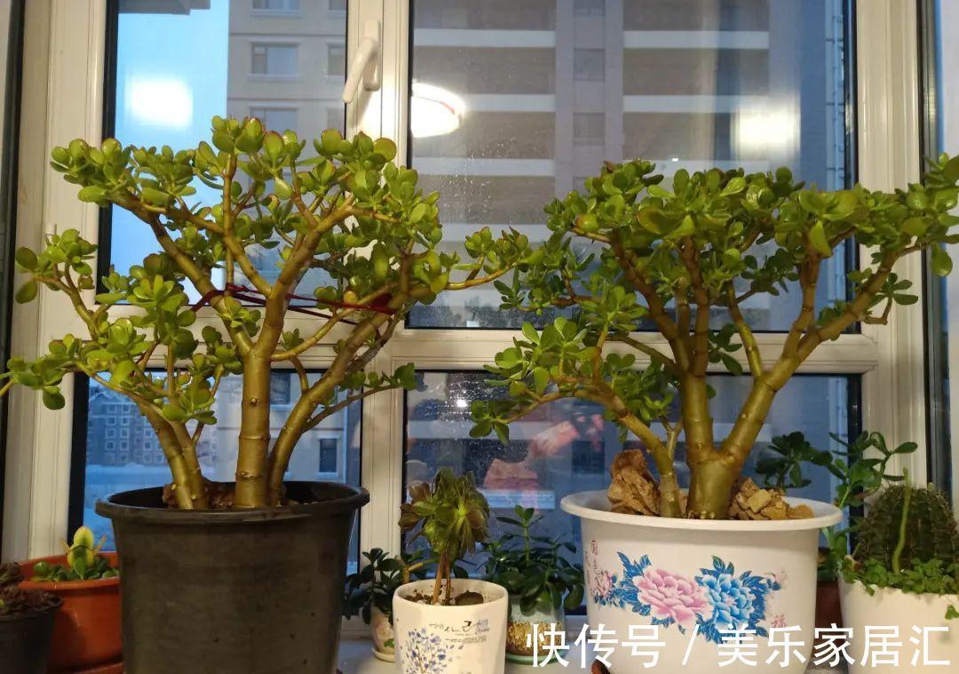 浇水|入冬修剪,这9种花,剪错不开花、杆子会枯死