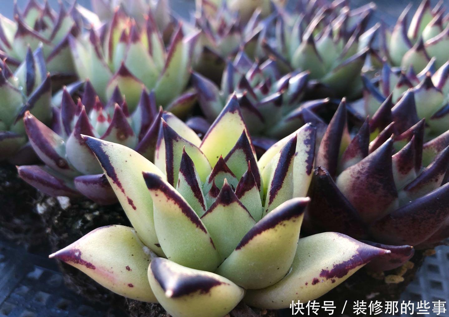 多肉|霸气侧漏的多肉品种,越养就越值钱,度夏无压力