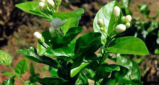 长寿|三角梅长寿花不开花？用点“小手段”，催出满盆花苞，就是欠修理