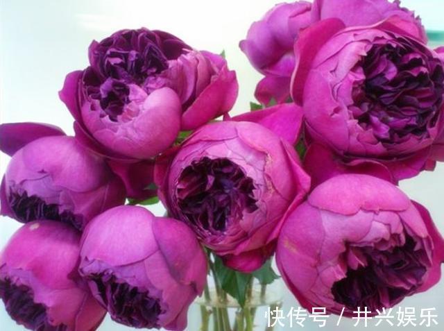 一到秋天就“变色”的月季,花型硕大,花有浓香,四季花开不断