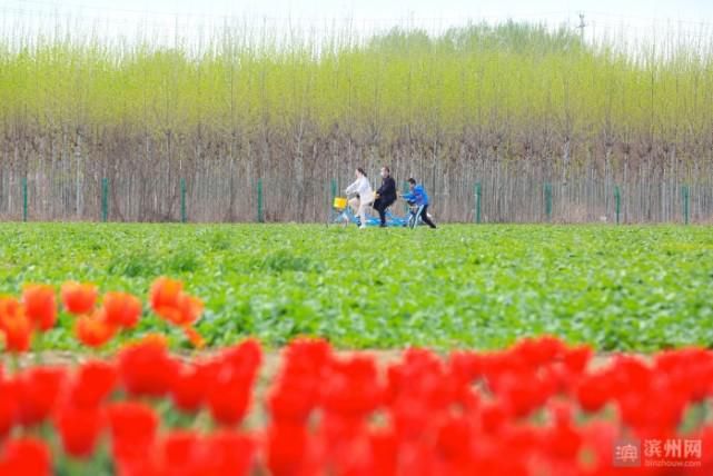 邹平：郁金香花开迎客来