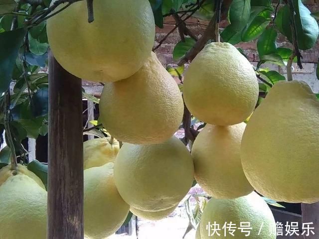 孕妈|女人怀孕后,4种常见食物要舍得多吃,或许胎儿更好的发育!