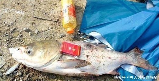 串钩|常见的四种鲢鱼钓法,有三种已经不让用了