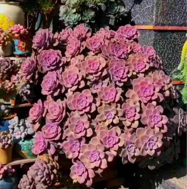 12种值得珍藏的多肉,越老越美丽,养成老桩才值钱