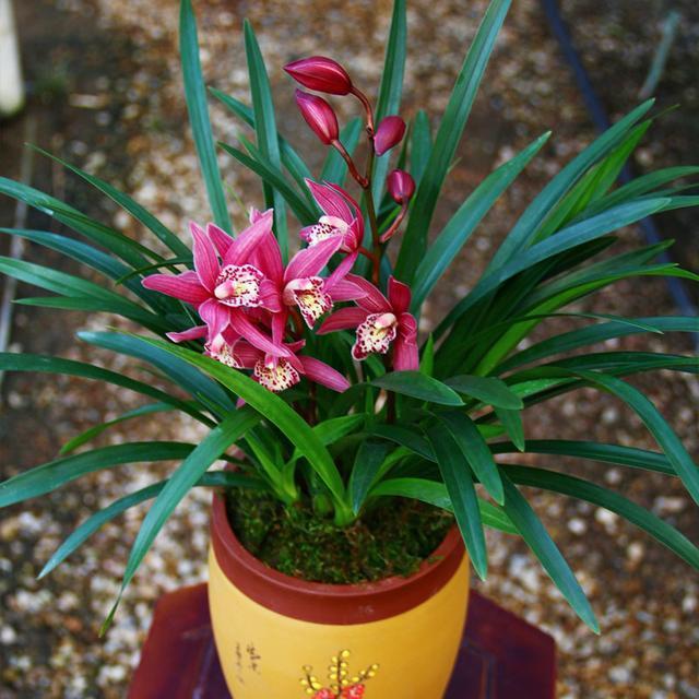 花大浓香的兰花,开花量最多,花色艳丽,每年多季开花,容易服盆