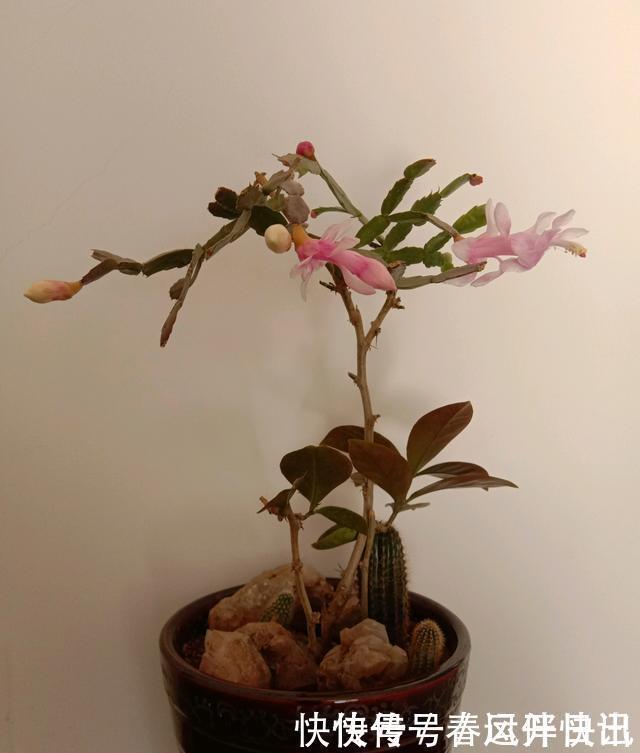 浇水|多年的蟹爪兰,勤做三动作,重新缀化,叶插苗养成繁花小老桩