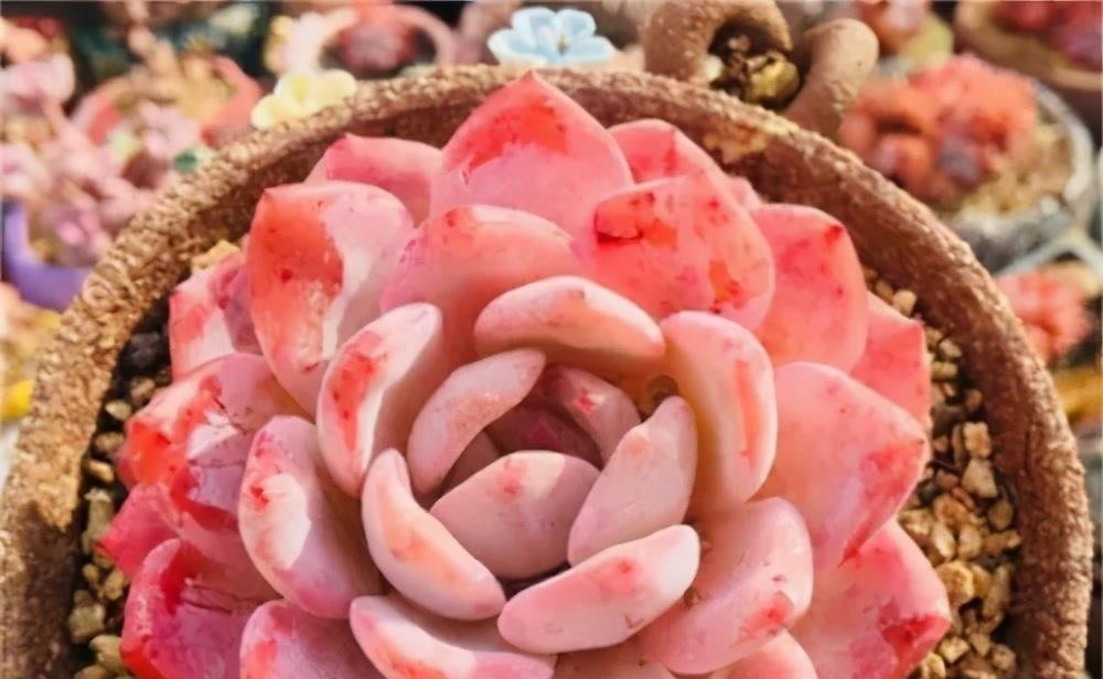 阳台养不好多肉,多半是浇水不当,教你正确浇水,个个长成胖娃娃