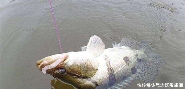 钓友|老水库钓鱼,鱼不开口钓到它,同行钓友羡慕坏了