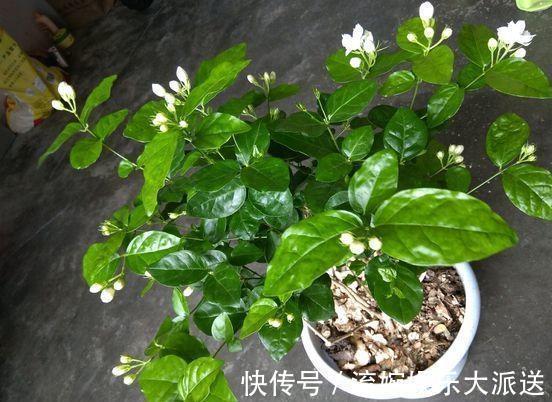 增光剂|花卉市场“水深”里这四种花别买,买一盆死一盆,根本养不活!
