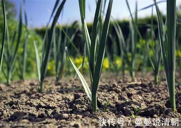糖尿病|神奇的草，它叫洗肠草，更可治疗糖尿病、高血压、高血脂
