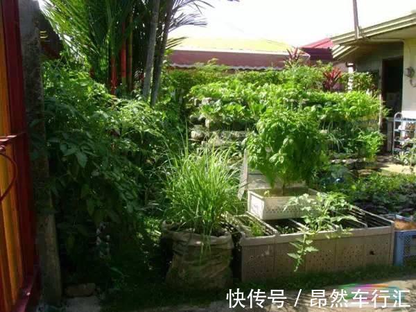 小菜园|养花技巧:一个油桶胜过两花盆,种菜养花好用又省钱!