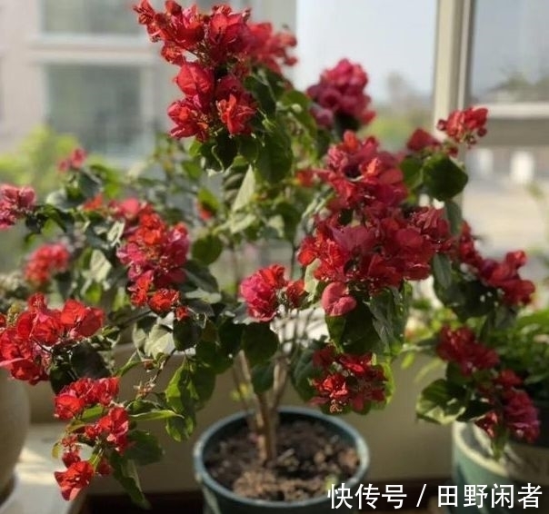 金鱼草|农历11月初4大雪后，养什么花？以下3种花，寓意红红火火事业有成