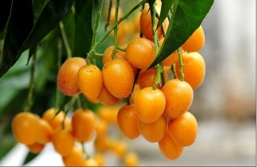 果子|十个女人九个有斑,多吃此果子,美容祛斑,益肝健胃,你爱吃吗