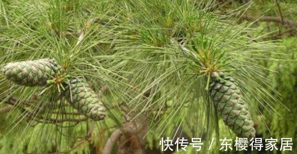 关节痛灵药|一种树的叶子,流出的汁液是“关节痛灵药”,治风湿骨痛,你懂吗