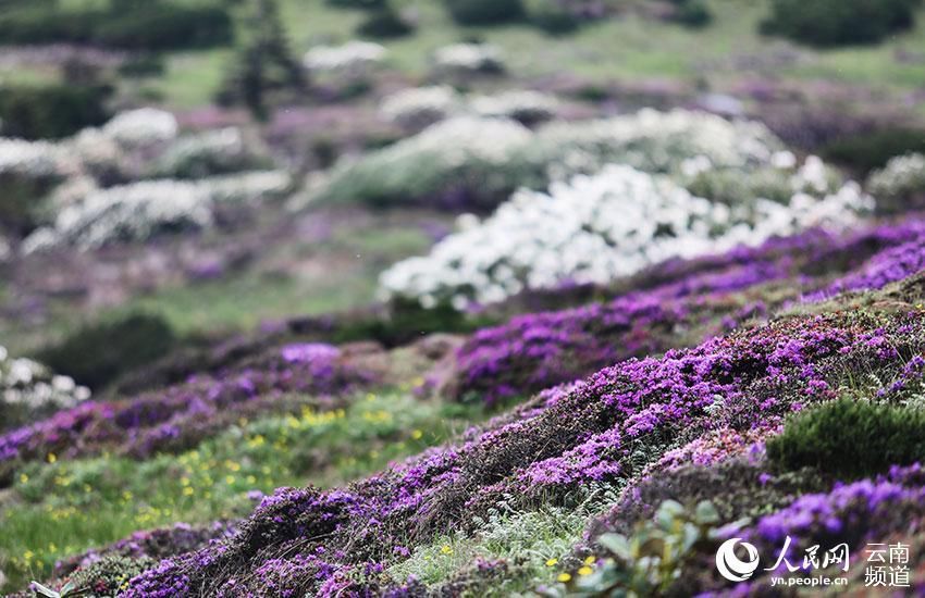 多样性|云南轿子山打造100亩高山杜鹃基因库