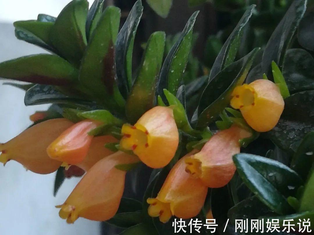 抗病、不招虫的天竺葵，屋里养一盆，开花一茬接一茬