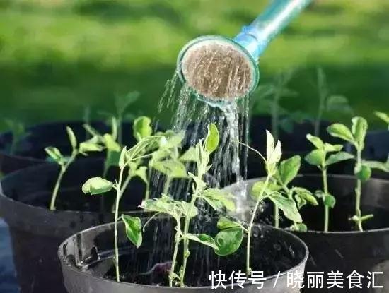 刚买的花说死就死，因为你没有做好这11点养花细节